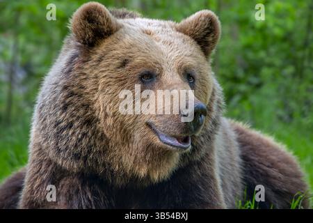 Ours brun européen (Ursus arctos) gros plan en forêt Banque D'Images