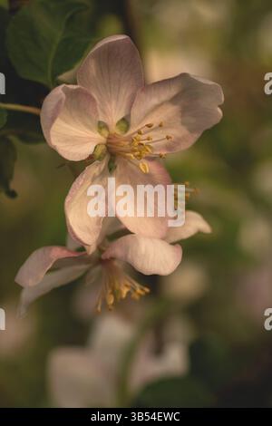 Macro photo de fleur de pomme délicate avec des pétales roses et blancs doux, capture dans la lumière naturelle. Faible profondeur de champ et arrière-plan bokeh Banque D'Images