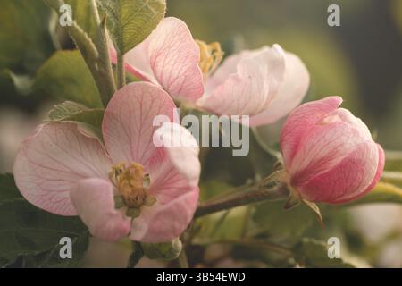 Macro photo de fleur de pomme délicate avec des pétales roses et blancs doux, capture dans la lumière naturelle. Faible profondeur de champ et arrière-plan bokeh Banque D'Images