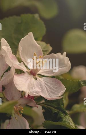 Macro photo de fleur de pomme délicate avec des pétales roses et blancs doux, capture dans la lumière naturelle. Faible profondeur de champ et arrière-plan bokeh Banque D'Images