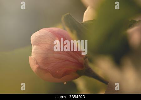 Macro photo de fleur de pomme délicate avec des pétales roses et blancs doux, capture dans la lumière naturelle. Faible profondeur de champ et arrière-plan bokeh Banque D'Images