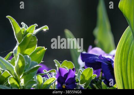 Pourpre pansies fleurs avec goutte d'eau éclairée sur une feuille Banque D'Images