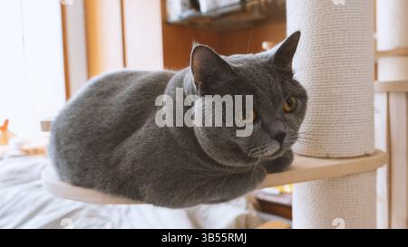Un chat British Shorthair Blue chassant une baguette de chat sur un canapé bleu, jouant avec excitation et bonheur, sautant continuellement comme un chasseur essayant de attraper Banque D'Images