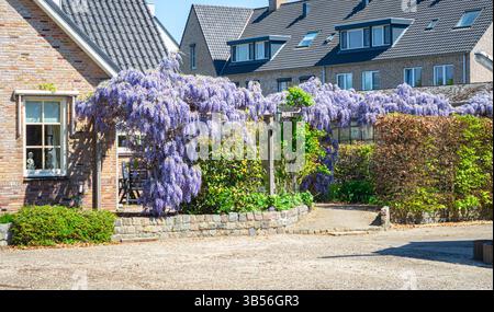 Belle wisteria chinoise fleurie bleu violet (Wisteria sinensis) poussant sur une pergola dans un jardin de ville. Banque D'Images