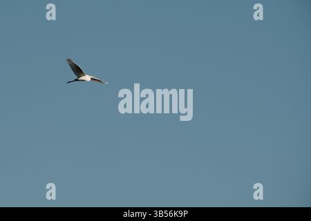 Une mouette blanche survole un ciel bleu clair au-dessus du lac Skadar au Monténégro, capturée dans un vol parfait symbolisant la liberté, la paix et le non-touche Banque D'Images