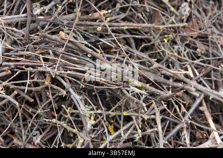 Gros plan d'un grand tas de brindilles sèches avec de la mousse et du lichen, montrant des textures naturelles et des motifs organiques. Concept de nature et de foresterie Banque D'Images
