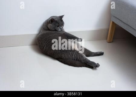 Le chat short britannique gris mignon et légèrement obèse dort profondément sur le canapé-lit. Parfois, il dort avec son propriétaire dans ses bras, et som Banque D'Images
