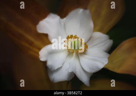 Gros plan de la fleur d'anémone blanche Banque D'Images