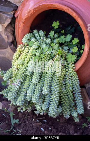 Vue rapprochée d'un Sedum morganianum également connu sous le nom de queue de Burro. Banque D'Images