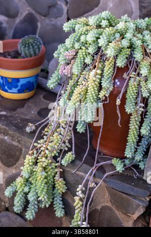 Vue rapprochée d'un Sedum morganianum également connu sous le nom de queue de Burro. Banque D'Images