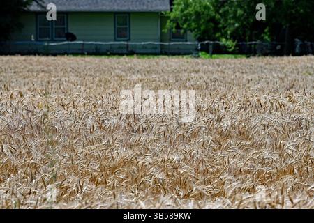 18 juin 2022, Emporia, Kansas, États-Unis : les champs de blé mûrissent en se préparant à être coupés cette semaine et le grain envoyé aux marchés du monde entier. (Crédit image : © Mark Reinstein/ZUMA Press Wire) Banque D'Images
