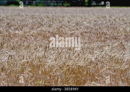 18 juin 2022, Emporia, Kansas, États-Unis : les champs de blé mûrissent en se préparant à être coupés cette semaine et le grain envoyé aux marchés du monde entier. (Crédit image : © Mark Reinstein/ZUMA Press Wire) Banque D'Images
