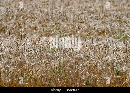 18 juin 2022, Emporia, Kansas, États-Unis : les champs de blé mûrissent en se préparant à être coupés cette semaine et le grain envoyé aux marchés du monde entier. (Crédit image : © Mark Reinstein/ZUMA Press Wire) Banque D'Images