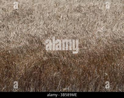18 juin 2022, Emporia, Kansas, États-Unis : les champs de blé mûrissent en se préparant à être coupés cette semaine et le grain envoyé aux marchés du monde entier. (Crédit image : © Mark Reinstein/ZUMA Press Wire) Banque D'Images
