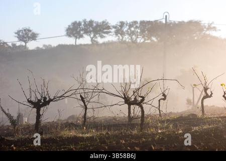 Brouillard hivernal le matin à Vinyard sur la région de l'Algarve. Banque D'Images
