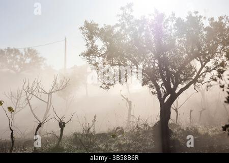 Brouillard hivernal le matin à Vinyard sur la région de l'Algarve. Banque D'Images