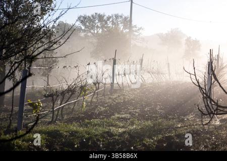 Brouillard hivernal le matin à Vinyard sur la région de l'Algarve. Banque D'Images