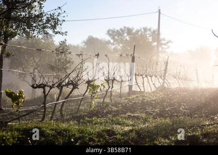 Brouillard hivernal le matin à Vinyard sur la région de l'Algarve. Banque D'Images