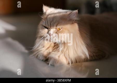 Chat longhair britannique léchant sa fourrure tout en se prélavant au soleil dans le salon Banque D'Images