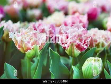 Belles tulipes roses, blanches à double frange 'Queensland' dans la lumière du matin avec des bulles bokeh et la lumière du soleil. Faible profondeur de champ. Concept de jardinage. Banque D'Images