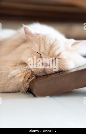 Un chat britannique long jaune mignon et gras dort sur un cadre d'escalade de chat en bois Banque D'Images