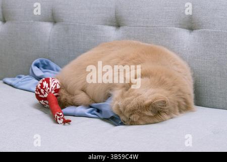 Un chat britannique long jaune mignon et gras dort sur un cadre d'escalade de chat en bois Banque D'Images