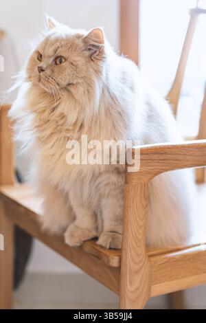 Chat long britannique jaune mignon chubby regardant attentivement les oiseaux à l'extérieur de la fenêtre comme ils volent dans la lumière du soleil Banque D'Images