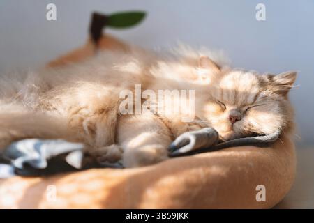 Un chat britannique long jaune mignon et gras dort sur un cadre d'escalade de chat en bois Banque D'Images