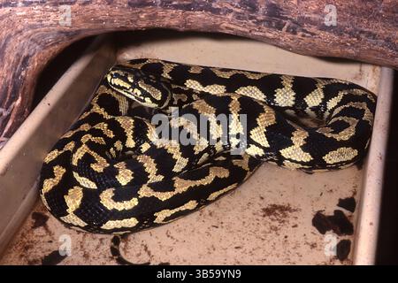 Python à écailles grossières, Morelia carinata, Pythonidae Banque D'Images