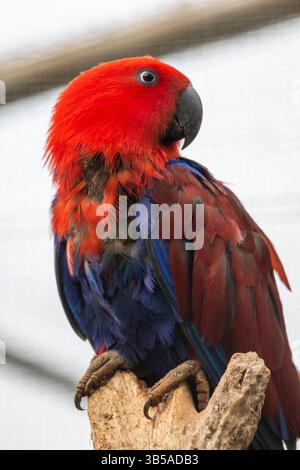 Vue rapprochée d'un perroquet eclectus femelle (Eclectus roratus). Banque D'Images