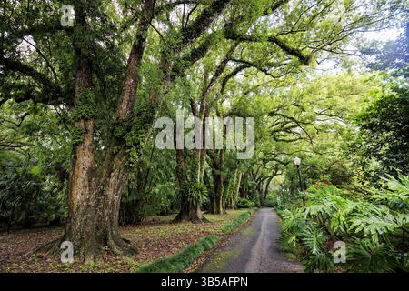 21 septembre 2022, Orlando, Floride, États-Unis : Leu Gardens abrite des camphriers plantés lorsque Harry P. Leu était résident, vus lors d'une visite d'Orlando, FloridaÃ¢â‚¬â„¢arbres importants le 21 septembre 2022. (Crédit image : © Patrick Connolly/Orlando Sentinel via ZUMA Press Wire) Banque D'Images