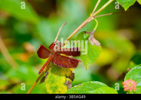 Une libellule rouge frappante perchée délicatement sur une feuille verte vibrante dans un environnement naturel luxuriant, mettant en valeur ses ailes complexes et ses couleurs attrayantes. Banque D'Images