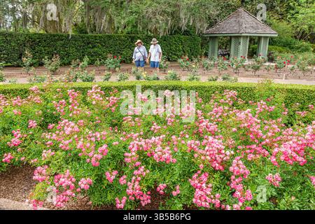 Orlando Floride, Harry P Leu Gardens, jardin botanique, Rose Garden, couple homme-femme, marcher à travers les rangées de fleurs, adultes seniors visites touristiques, soleil à large bord Banque D'Images