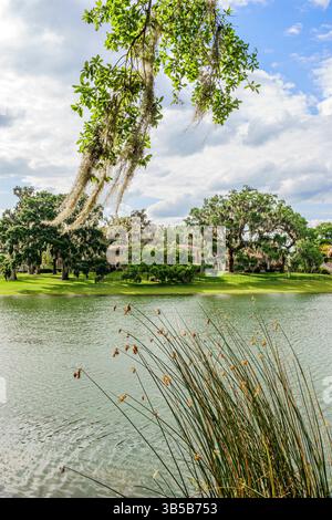 Orlando Floride, lac Lancaster, scène de front de mer, vue sur la nature du lac urbain, mousse espagnole suspendue à l'arbre, branche d'arbre en surplomb, roseaux au bord du lac et herbe Banque D'Images