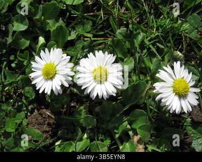 English Daisies dehors dans le parc Banque D'Images