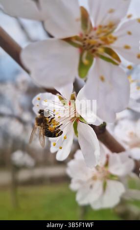 Gros plan abeille douce collectant le pollen de l'amandier en fleurs. Fleurs de printemps pollinisation pour une récolte riche Banque D'Images