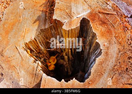 Vue rapprochée d'une souche d'arbre de Sequoia dans le parc national de Sequoia, Californie, présentant des champignons poussant à l'intérieur du centre creux avec texte détaillé Banque D'Images