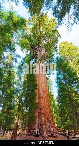 Parc national de Sequoia, Californie - 30 novembre 2024 : vue imprenable sur l'arbre General Sherman dans le parc national de Sequoia, mettant en valeur son impressionnant h Banque D'Images