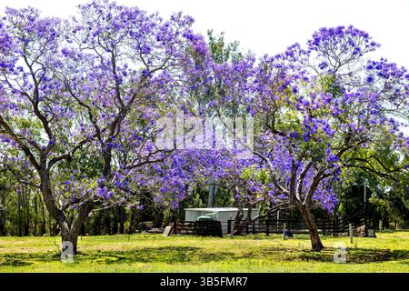 Les arbres Jacaranda en fleurs avec leur fleur violette typique. Banque D'Images