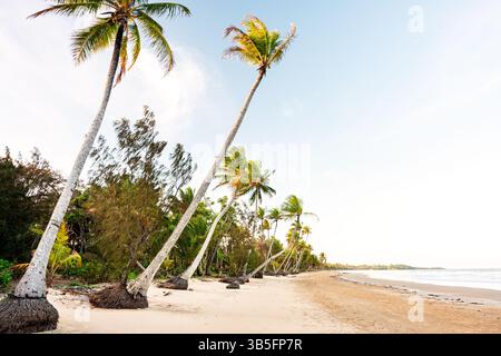 Palmiers et sable blanc à Mission Beach dans le nord tropical du Queensland. Banque D'Images