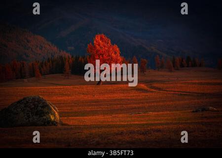 Arbre rouge solitaire au milieu d'un vaste paysage d'automne avec des teintes chaudes et un éclairage spectaculaire Banque D'Images