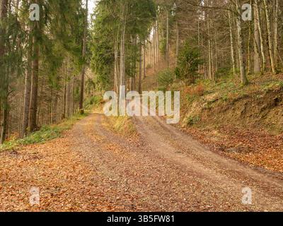 Cantone St.Gallen, Suisse - 1er janvier 2024 : jonction de deux chemins de terre dans une forêt automnale. Banque D'Images