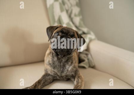 Brindle chiot chiot inclinant la tête tout en étant assis sur une chaise beige. Banque D'Images