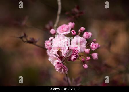 fleur de cerisier rose sur fond naturel brun Banque D'Images