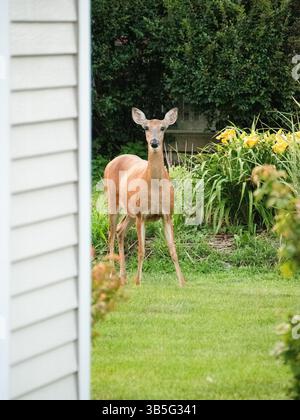White Tail Deer dans une banlieue de l'Illinois Banque D'Images