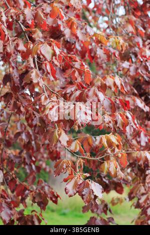 Hêtre cuivré. Fagus sylvatica F. purpurea présentant des feuilles rougeâtres frappantes au printemps. ROYAUME-UNI Banque D'Images