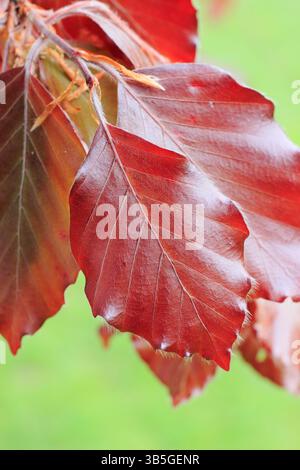 Hêtre cuivré. Fagus sylvatica F. purpurea présentant des feuilles rougeâtres frappantes au printemps. ROYAUME-UNI Banque D'Images