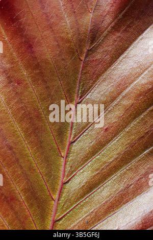 Feuille de hêtre cuivrée en gros plan. Fagus sylvatica F. purpurea présentant des feuilles rougeâtres frappantes au printemps. ROYAUME-UNI Banque D'Images