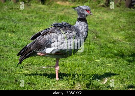 Crieur du Nord, Chauna chavaria, Anhimidae de l'ordre des oiseaux aquatiques Anseriformes. Banque D'Images