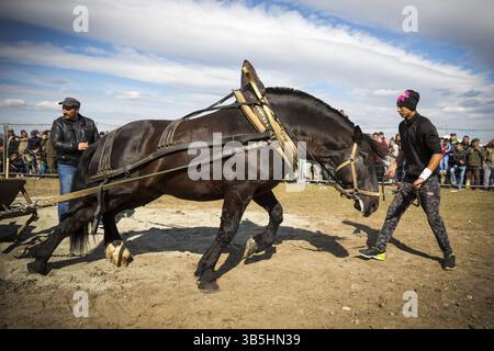 Sofia, Bulgarie - 3 mars, 2017 : les chevaux et leurs propriétaires participent à un tournoi de tirer lourd. Les animaux doit tirer une charge de centaines de kilogra Banque D'Images